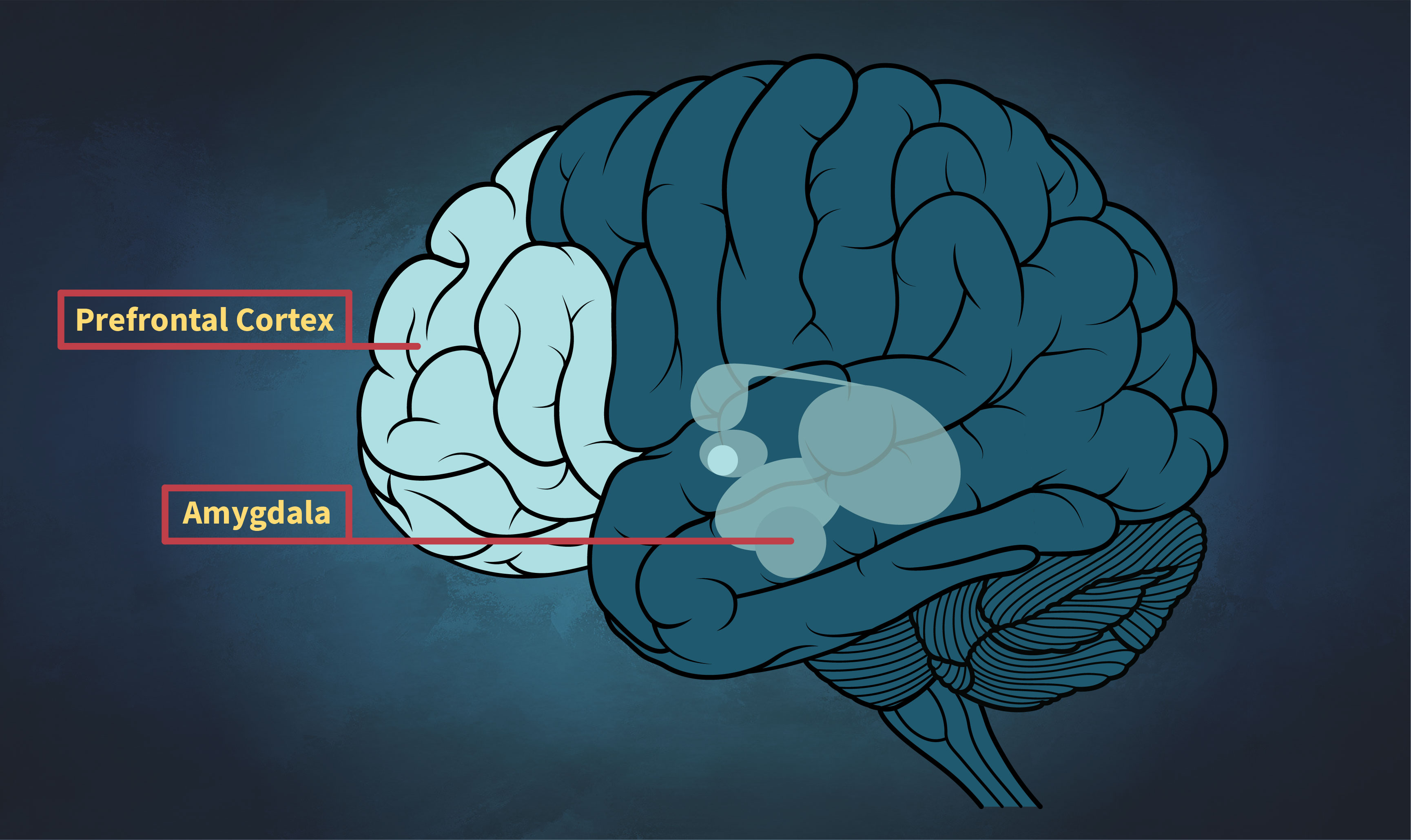 Brain - PFC and Amygdala