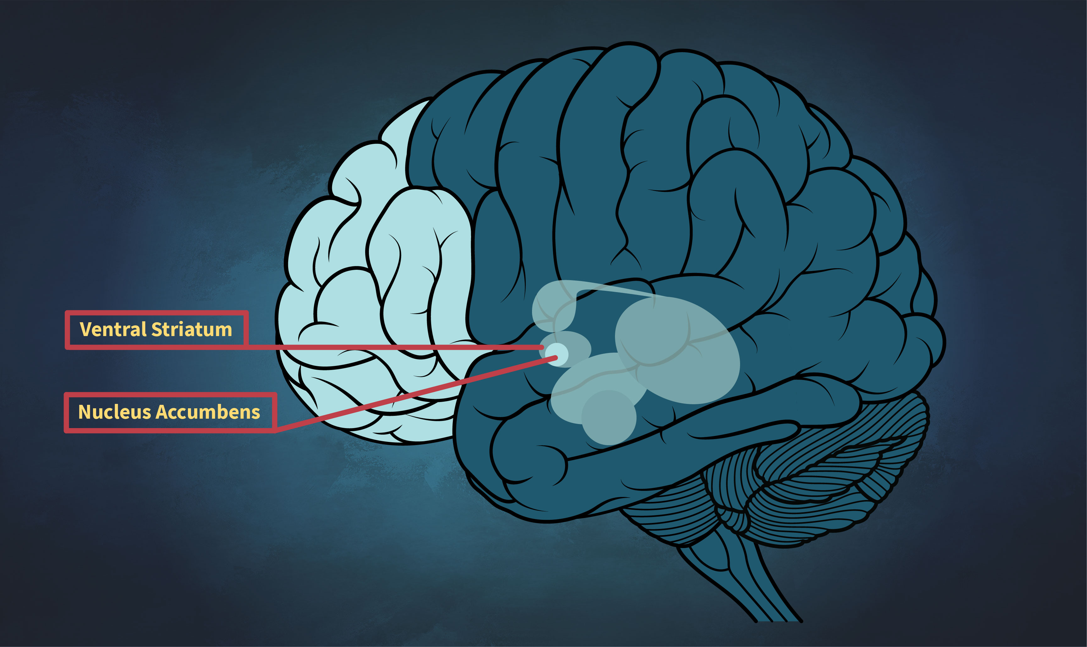 Brain - NA and VS