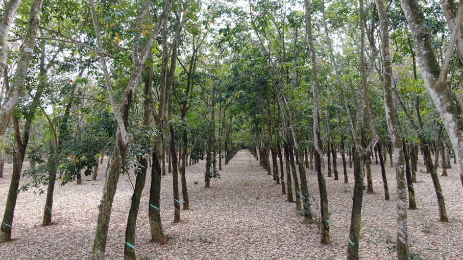 Rubber trees in a rubber plantation.