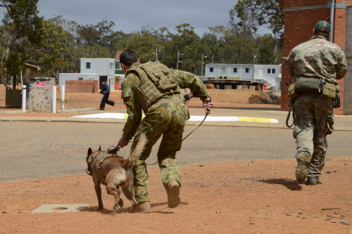 PD about to engage a decoy