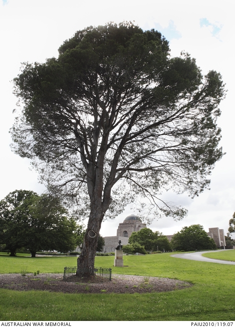 Lone Pine Tree at the Australian War Memorial, December 2010