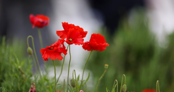 Red poppies.