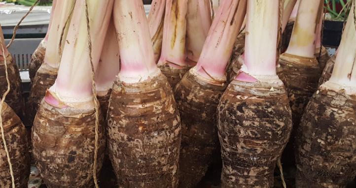Taro stacked up in a market.