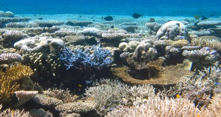 Coral Bleaching