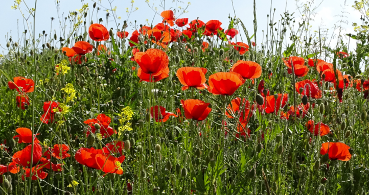 A field of poppies.