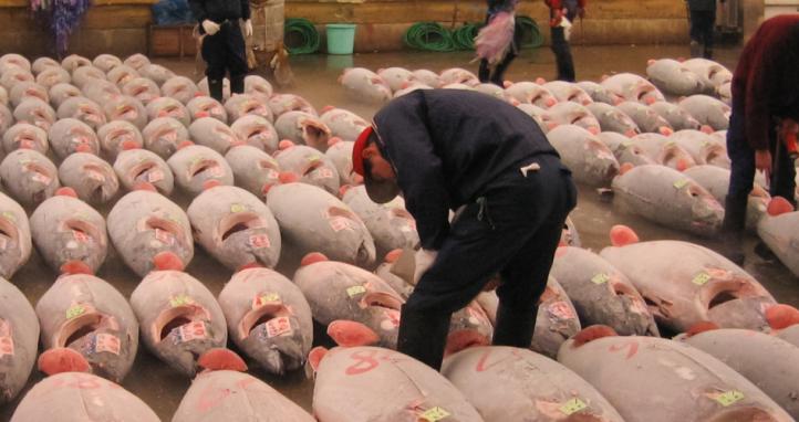 Tuna market in Japan