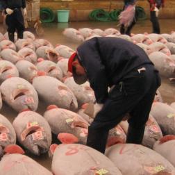 Tuna market in Japan