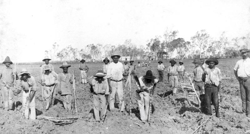 Pacific Islanders planting sugar cane at Seaforth, Queensland, c. 1890s