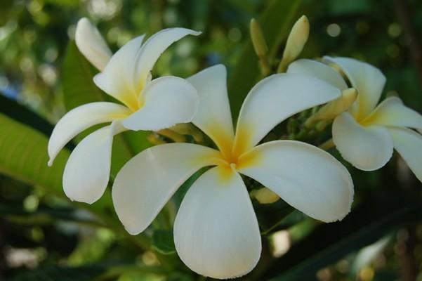 Tiare flower – National flower of French Polynesia.