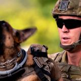 An Australian Army soldier and a Military Police dog prepare to control a role-playing aggressor as part of a Readiness Protection Course.