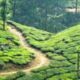 A tea plantation in Munnar, India.