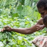 A Vanuatu woman picks vegetables with her baby.