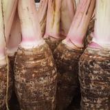 Taro stacked up in a market.