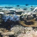 Coral Bleaching