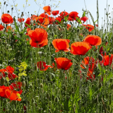 A field of poppies.