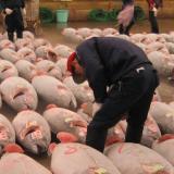 Tuna market in Japan