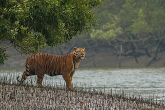Bengal Tiger in the Sundarbans